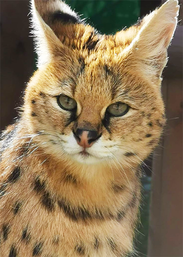 serval (Leptailurus serval)